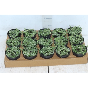 ROSARIO VARIEGATA P11 PO
