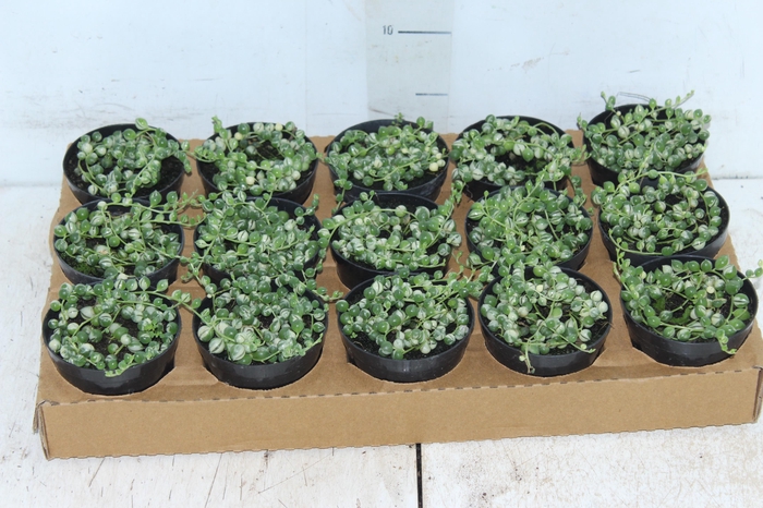 <h4>ROSARIO VARIEGATA P11 PO</h4>