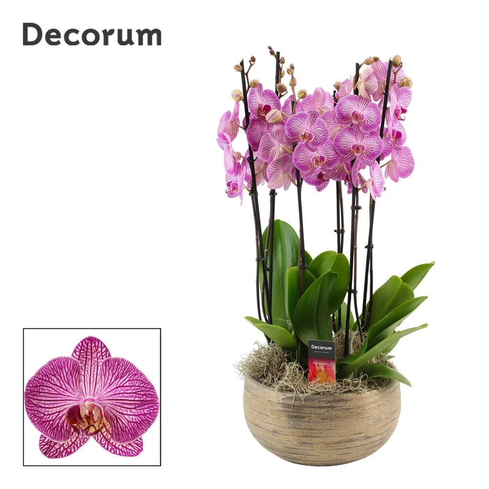 <h4>Oro 6 tak symphony purple (Deco-collection)</h4>