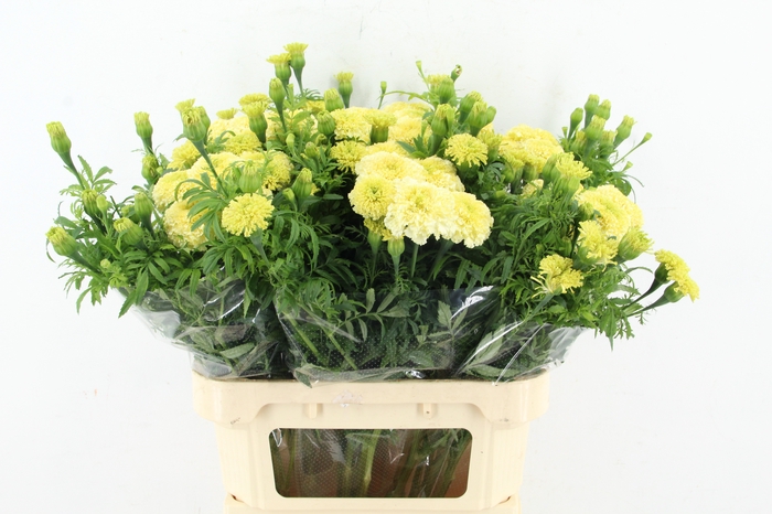 <h4>TAGE WHITE SWAN</h4>