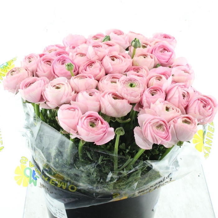 <h4>Ran Su Sr Dream Super</h4>