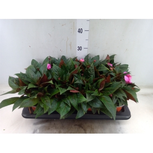 Impatiens NG 'ColPow Lavender Flam'