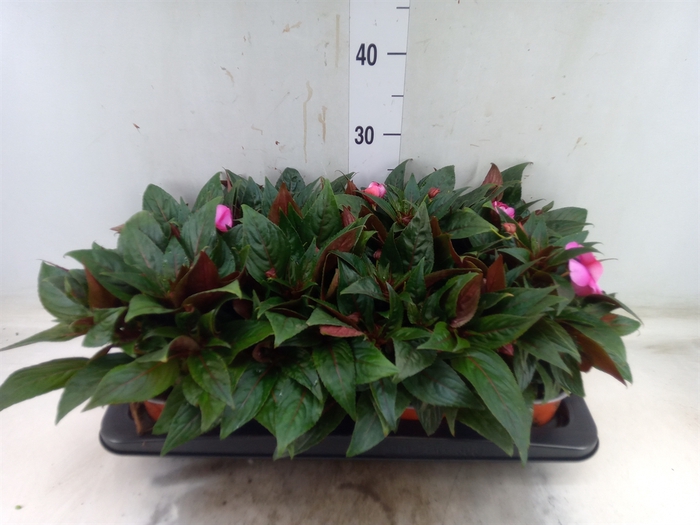 <h4>Impatiens NG 'ColPow Lavender Flam'</h4>