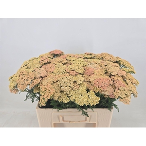 Achillea M Cleopatra
