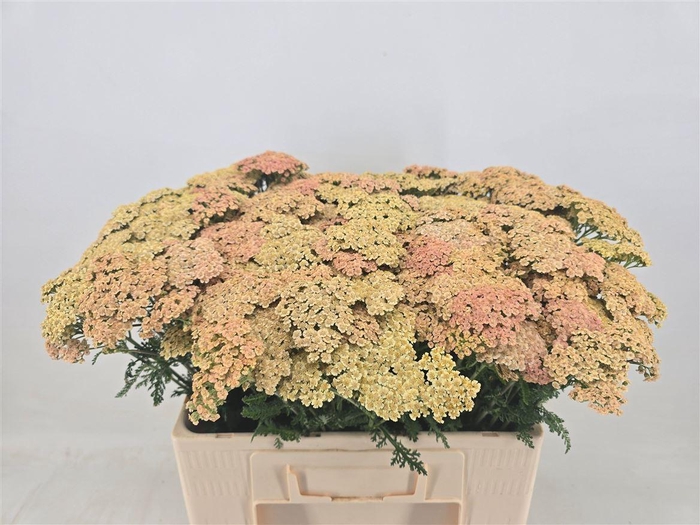 <h4>Achillea M Cleopatra</h4>