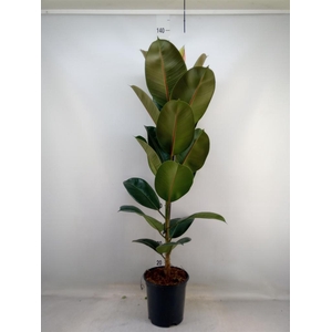 Ficus elastica 'Robusta'