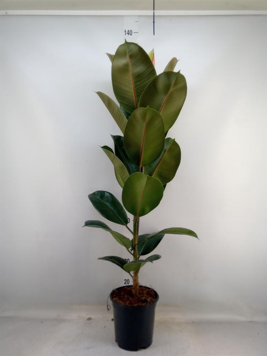 <h4>Ficus elastica 'Robusta'</h4>