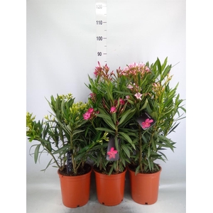 Nerium oleander   ...