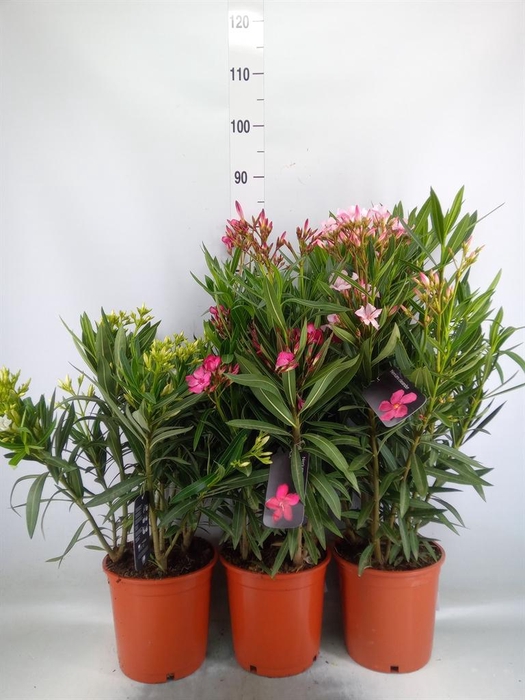 <h4>Nerium oleander   ...</h4>