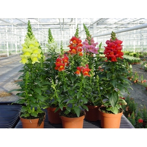 Antirrhinum majus Mixkar p10,5