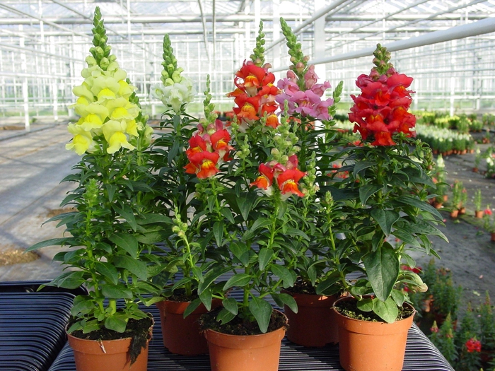 <h4>Antirrhinum majus Mixkar p10,5</h4>
