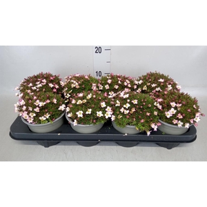 Saxifraga arend. 'Alpino Rose'