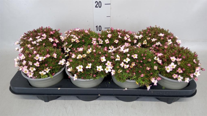 <h4>Saxifraga arend. 'Alpino Rose'</h4>