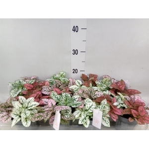 Hypoestes phyllo.   ...mix