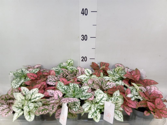 <h4>Hypoestes phyllo.   ...mix</h4>