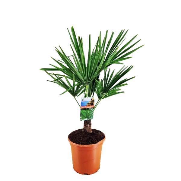 <h4>Trachycarpus fortunei</h4>