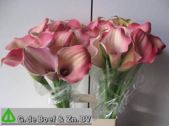 <h4>ZANT CANDY DREAM</h4>