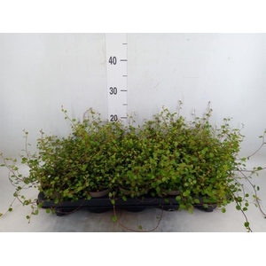 Muehlenbeckia com. 'Mao'ri'