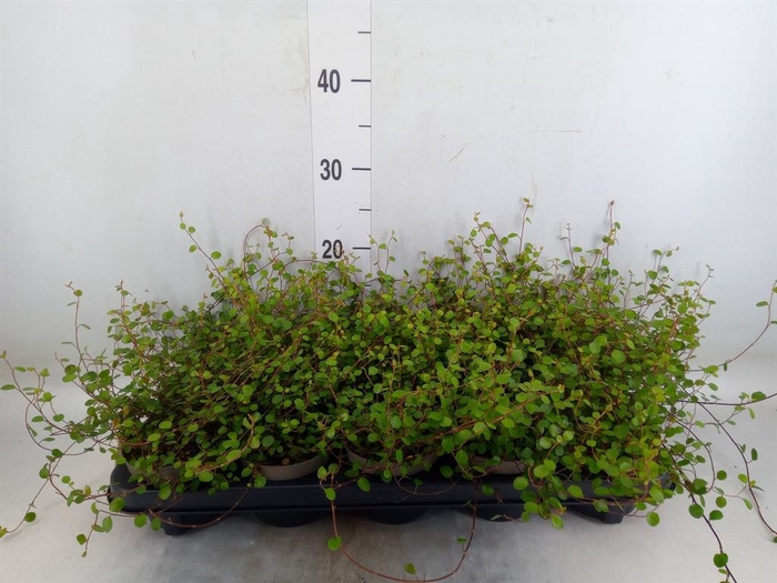 <h4>Muehlenbeckia com. 'Mao'ri'</h4>