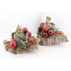 arr4 Amarayllis MB - Kurk plaat x3 red