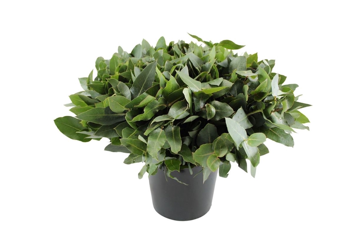 Euca Potlood Robusta 55