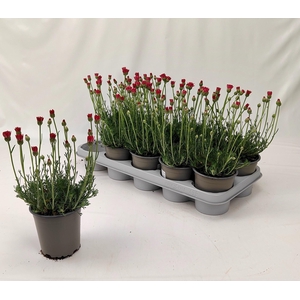 RHODAN H ZAGORA PINK