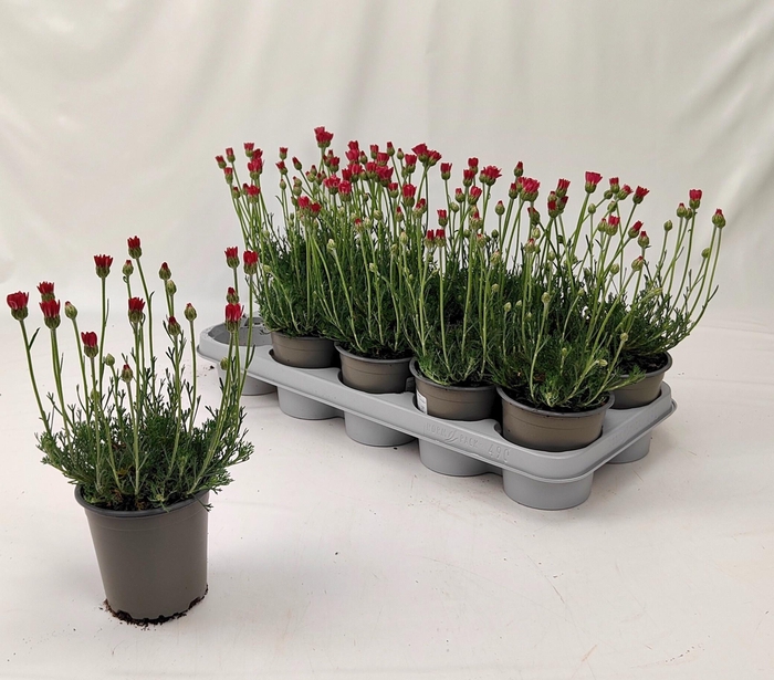 <h4>RHODAN H ZAGORA PINK</h4>