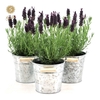Lavandula st. 'Anouk'® Collection P12 in Zinc Old-Look