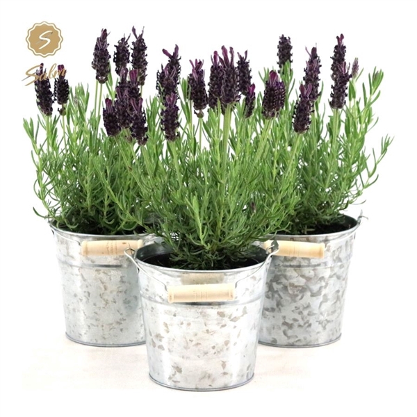 <h4>Lavandula st. 'Anouk'® Collection P12 in Zinc Old-Look</h4>