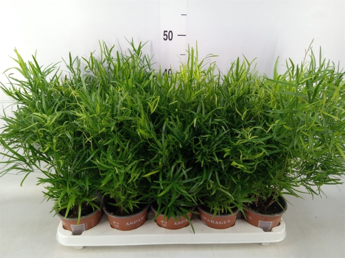 <h4>Asparagus falcatus</h4>