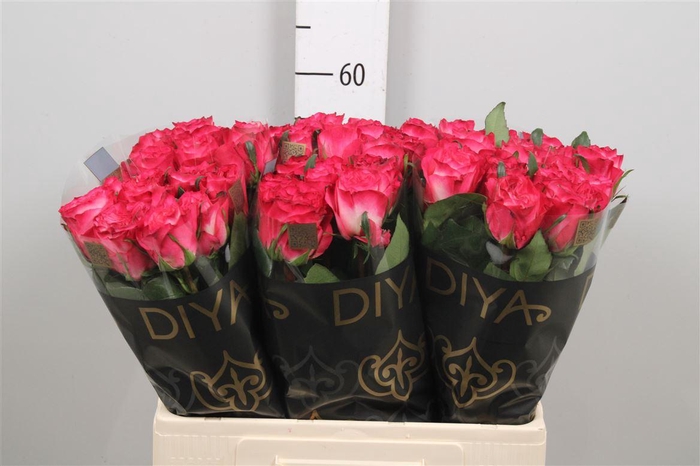 <h4>R Gr Enchantment</h4>