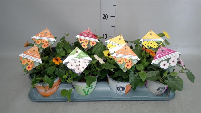 <h4>Thunbergia alata</h4>