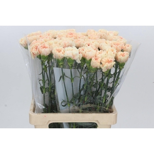 Dianthus St Apple Tea