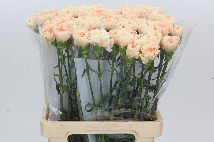 <h4>Dianthus St Apple Tea</h4>