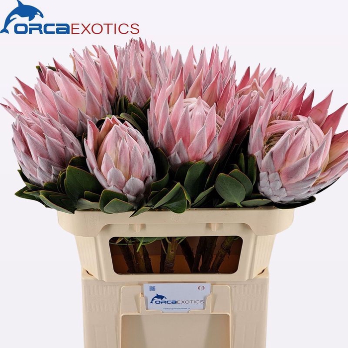 <h4>Protea Cynaroides</h4>