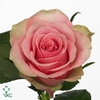 Rosa large belle rose