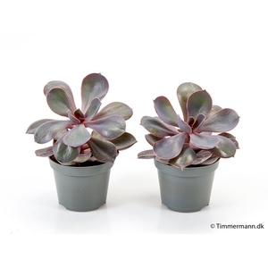 ECHEVERIA-HYBRID P6 PURPLE PEARL