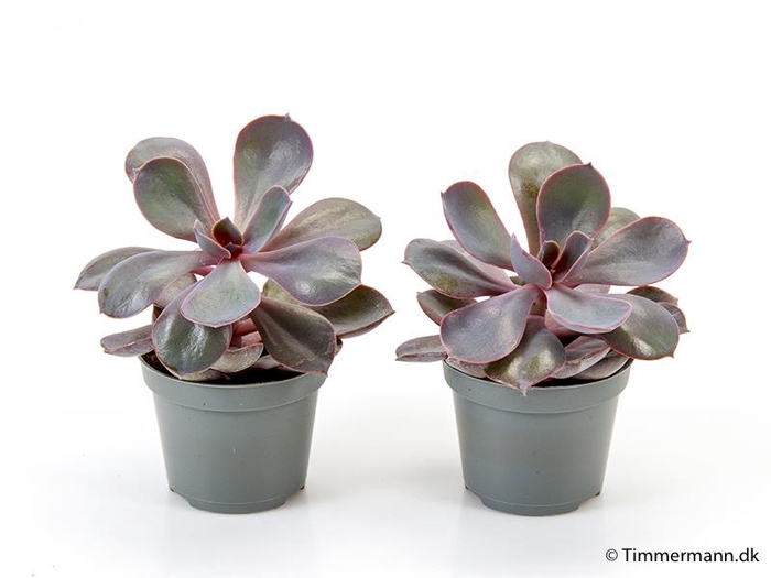 ECHEVERIA-HYBRID P6 PURPLE PEARL