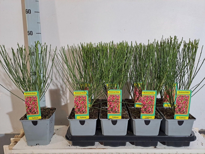 <h4>Cytisus Boskoop Ruby</h4>
