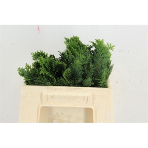 Conifeer Nana Gracill Per Bunch