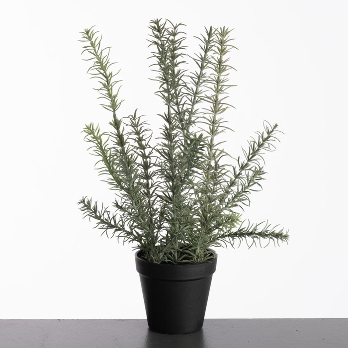 <h4>Af Rosemarinus Pot H41cm Green</h4>