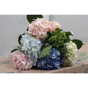 Hydr Premium Pastel Mix