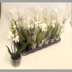 PHAL MF F SNOWFLAKE 2 SPIKE