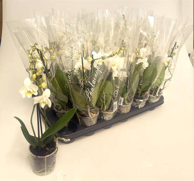 <h4>PHAL MF F SNOWFLAKE 2 SPIKE</h4>
