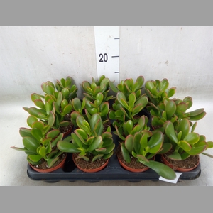 Crassula ovata 'Sunset'