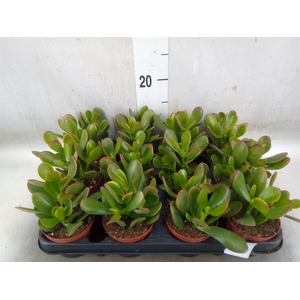 Crassula ovata 'Sunset'