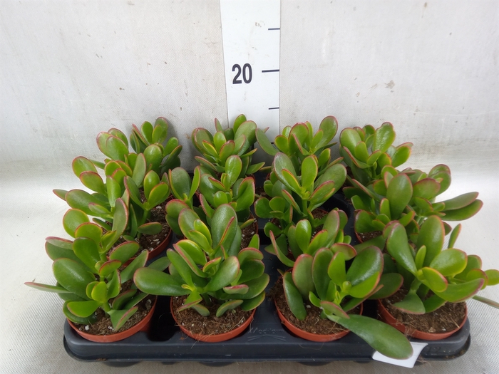 <h4>Crassula ovata 'Sunset'</h4>