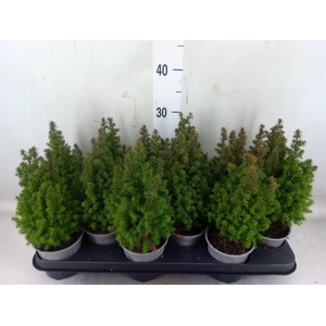 Chamaecyparis thyo. 'Alpica'