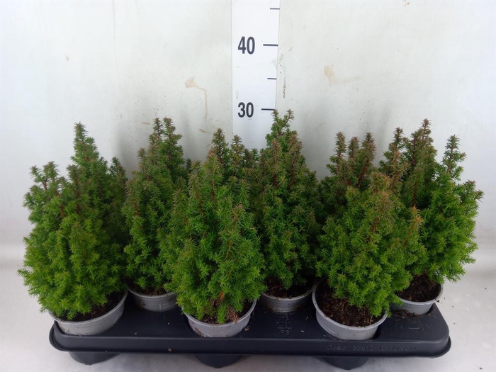 <h4>Chamaecyparis thyo. 'Alpica'</h4>