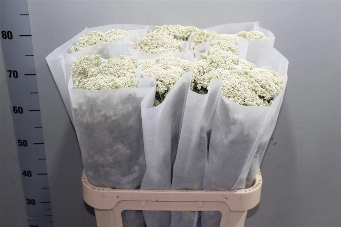 <h4>Ozoth Cooks Snow White</h4>